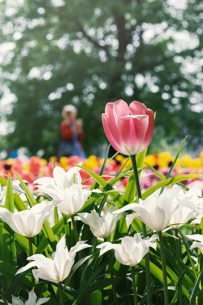 Campo Tulipani Colorati Sfondo Sfocato Con Foresta Fotografare Persona — Foto Stock