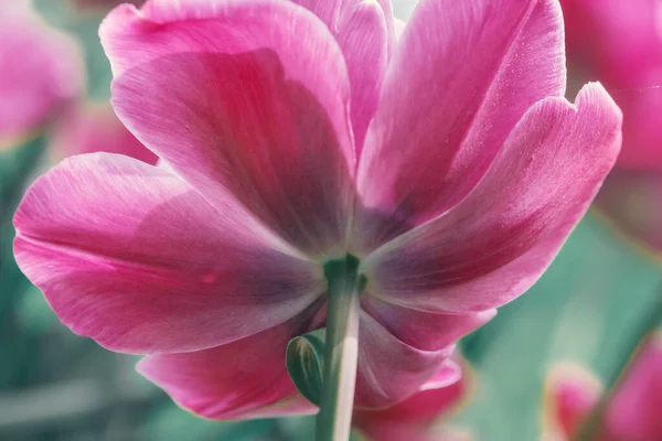 Tulipano Viola Vicino Sfondo Sfocato Vista Dal Basso — Foto Stock