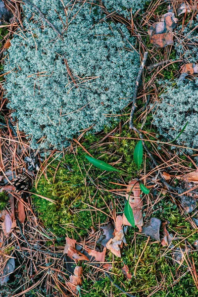 概要苔 地衣類 松ぼっくり 樹皮などの自然背景 — ストック写真