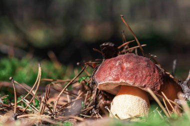 Genç Boletus mantarı bulanık bir arka planda ormanda