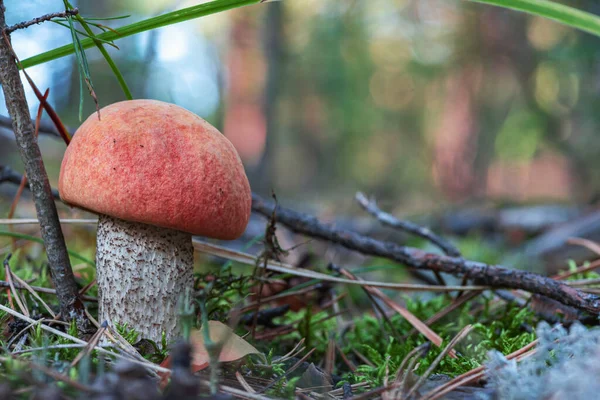 在朦胧的背景下在森林里的小蘑菇 — 图库照片