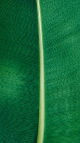 Ficus Verde Folha Textura Close — Fotografia de Stock