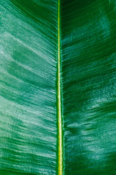 Ficus Verde Folha Textura Close — Fotografia de Stock