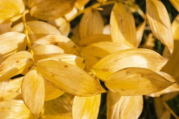 Fundo Outono Com Folhas Amarelas Selo Salomão Perfumado — Fotografia de Stock