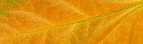 Textura Folha Outono Laranja Fechar — Fotografia de Stock