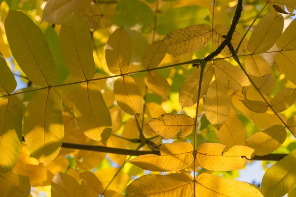 Yellow Autumn Leaves Manchurian Walnut — Stock Photo, Image