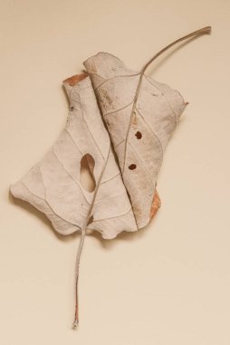 Açık sarı arkaplanda simetrik olarak sıralanmış iki kurumuş sonbahar yaprağı..