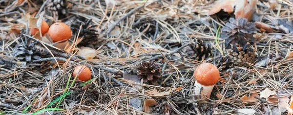 Young Boletus Mushrooms Growing Forest Pine Cones Needles — Stock Photo, Image