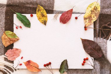 Sonbahar sıcacık hayatı. Sıcak kareli kareli bir arka planda renkli sonbahar yaprakları ve böğürtlenlerle çevrili boş desenli kart maketi. Üst görünüm, düz görünüm, kopyalama alanı.