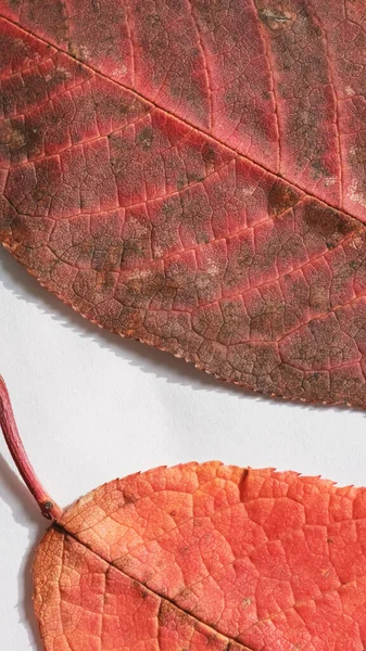 Composição Outono Duas Folhas Alaranjadas Vermelhas Brilhantes Brilhantes Contexto Branco — Fotografia de Stock