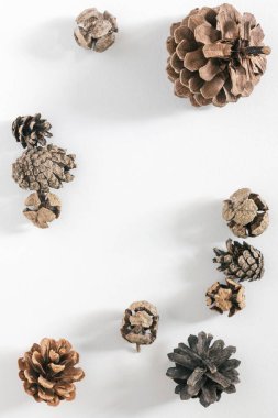 Beyaz arka planda çeşitli külahların dağıldığı sakin bir hayat. Sedir, çam ve ardıç kozalakları. Kış tatili için doğal bir model, Noel ya da Yeni Yıl. Düz konum, üst görünüm, kopyalama alanı.