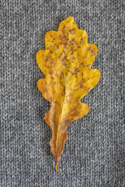 Bright Yellow Autumn Oak Leaf Background Knitted Gray Wool Autumn — Stock Photo, Image