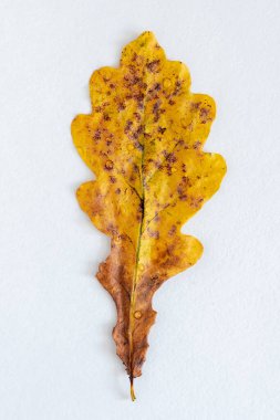 Kırmızı-sarı sonbahar meşe yaprağı ve beyaz arka planda çiy damlaları. Üst görünüm, alanı kopyala.