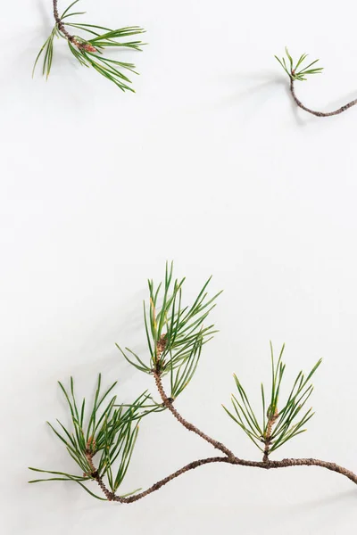 Téli Ünnepi Háttér Mockup Karácsonyra Vagy Újévre Körül Természetes Fenyőágak — Stock Fotó