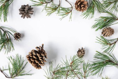 Pine branches and cones on a white background clipart