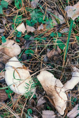 Dallar, yapraklar ve iğneler arasında çimenlerin üzerinde iki mantar bulunan sonbahar doğal arka planı. Üst görünüm, alanı kopyala.