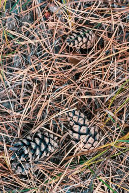 Çam kozalakları ve kuru iğnelerle doğal sonbahar arkaplanı