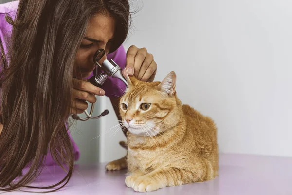 Médico Veterinario Está Haciendo Chequeo Lindo Gato Hermoso Concepto Veterinario — Foto de Stock