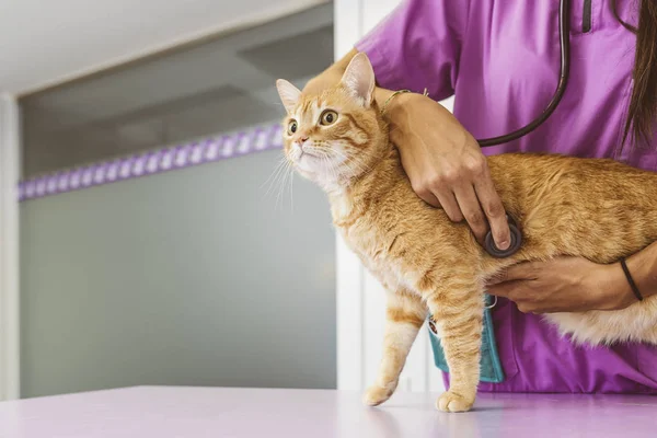 Dokter Hewan Sedang Membuat Cek Dari Kucing Cantik Yang Lucu — Stok Foto