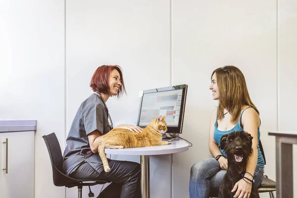 Veterinär Läkare Gör Check Söt Vacker Katt Veterinärmedicinska Koncept — Stockfoto