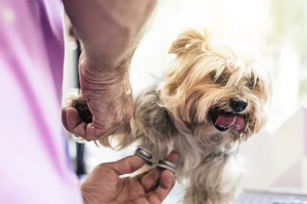 Stelle Liten Hund Frisørsalong Hunder – stockfoto