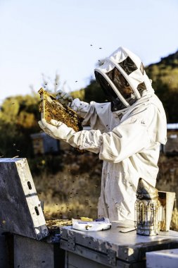 Arı yetiştiricisi bal topluyor. Arıcılık konsepti