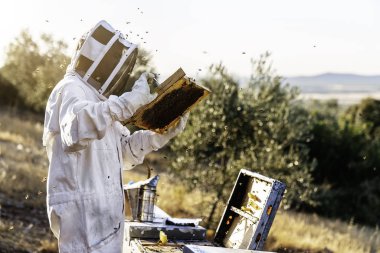 Arı yetiştiricisi bal topluyor. Arıcılık konsepti