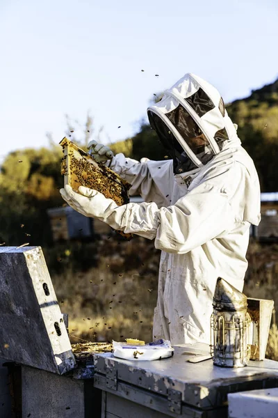 De imker die werkt verzamelt honing. Bijenteeltconcept — Stockfoto