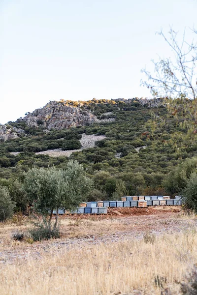 Arılar doğada petek üzerinde. — Stok fotoğraf