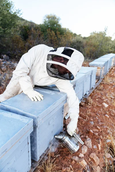 Apicultor trabajando recoger miel. — Foto de Stock