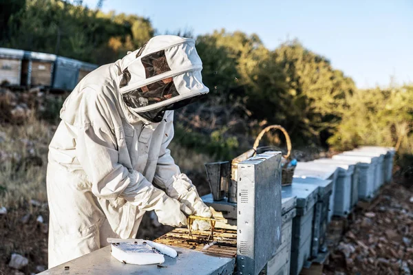 Biodlaren hämtar honung. Biodlingskoncept — Stockfoto