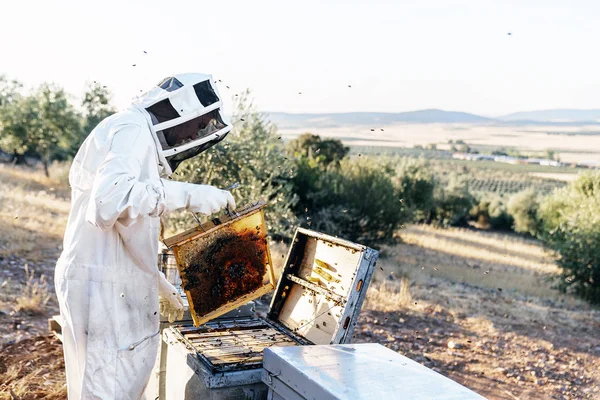 L'apicoltore che lavora colleziona miele. Concetto di apicoltura — Foto Stock