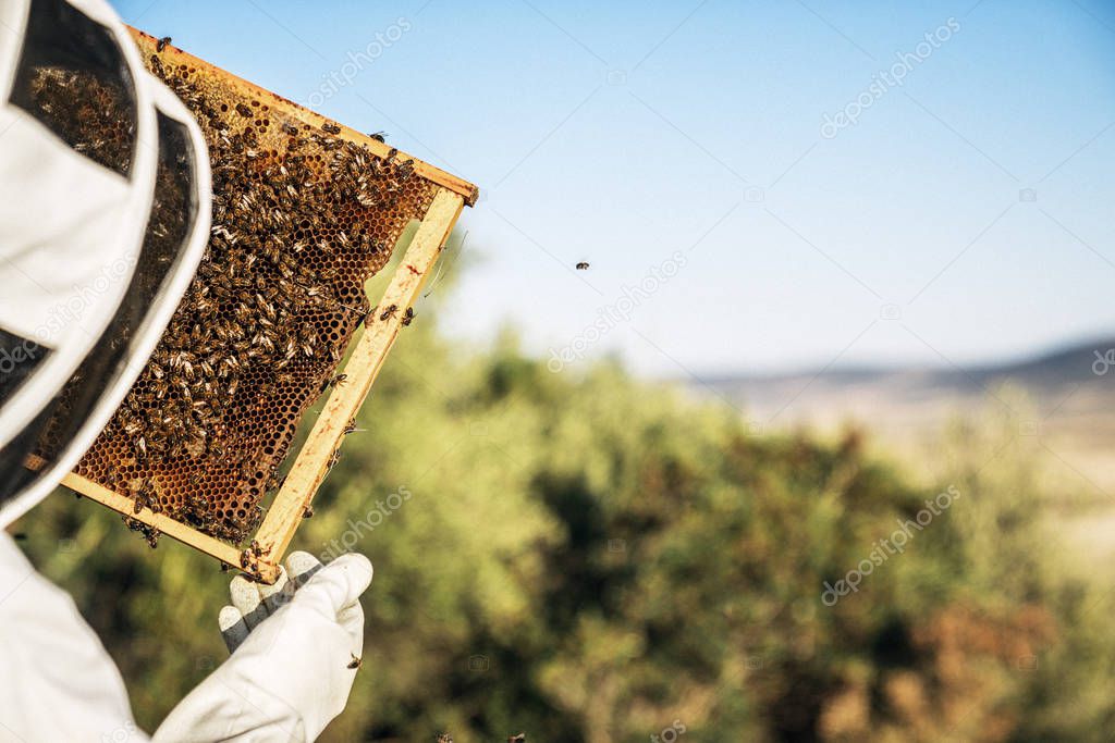 Beekeeper working collect honey. Beekeeping concept