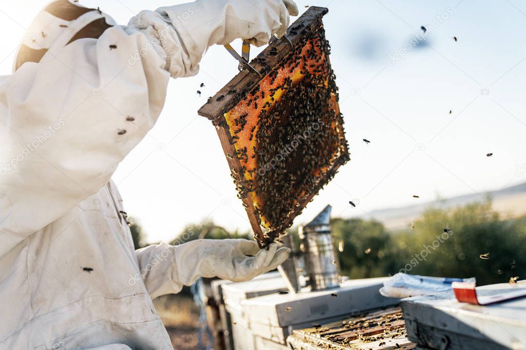 Beekeeper working collect honey. Beekeeping concept