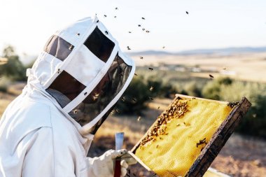 Arı yetiştiricisi bal topluyor. Arıcılık konsepti