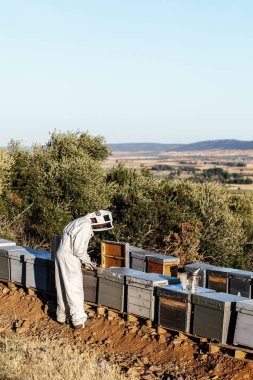 Arı yetiştiricisi bal topluyor. Arıcılık konsepti