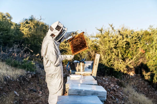 Biodlare som arbetar hämtar honung — Stockfoto