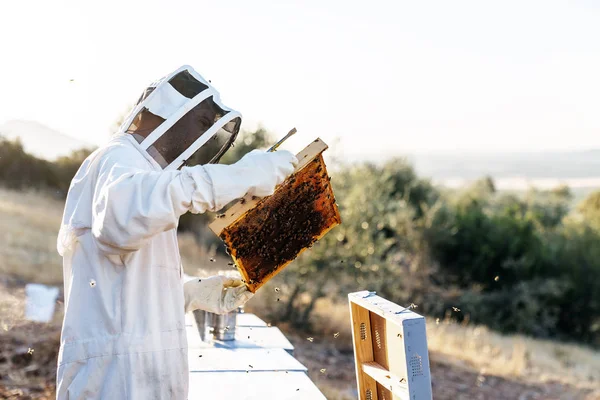 Apicultor trabalhando coletar mel. Conceito de apicultura — Fotografia de Stock