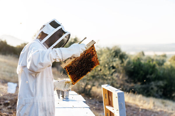 Пчеловод собирает мед. Концепция пчеловодства