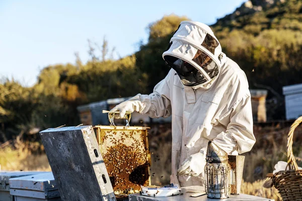 A méhész mézet gyűjt. Méhészeti koncepció — Stock Fotó