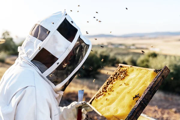 L'apicoltore che lavora colleziona miele. Concetto di apicoltura — Foto Stock