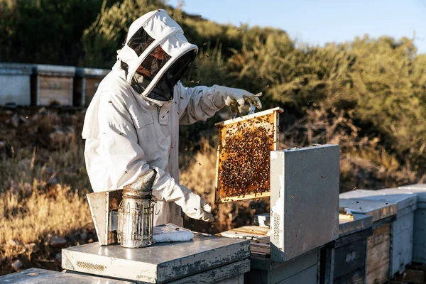 El apicultor que trabaja recoge miel. Concepto apícola — Foto de Stock