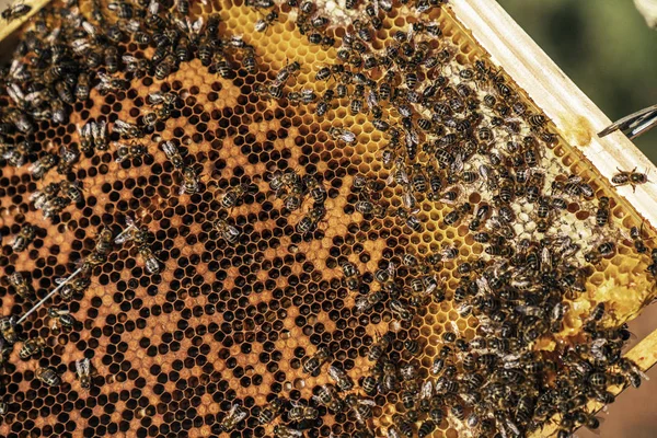 일하는 양봉가 꿀을 모으는 모습 — 스톡 사진