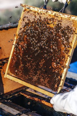 Arı yetiştiricisi bal topluyor.