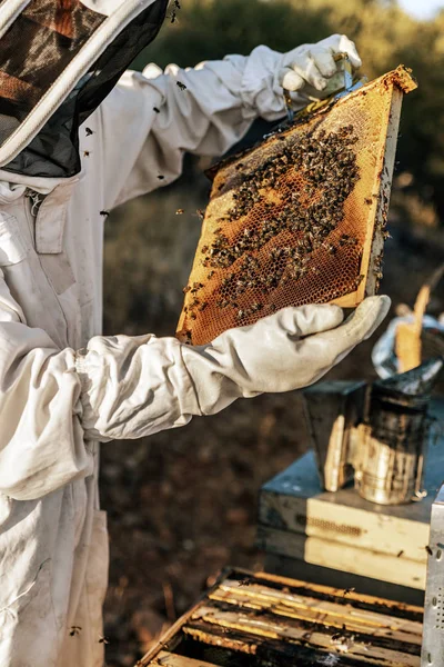 L'apicoltore che lavora raccoglie il miele — Foto Stock