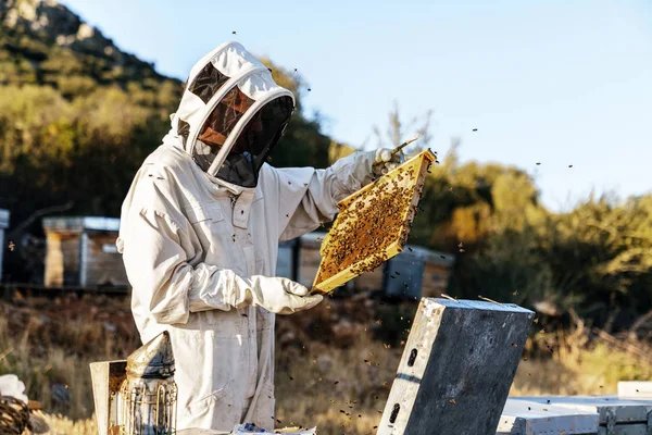 Μελισσοκόμος που εργάζεται συλλέγει μέλι — Φωτογραφία Αρχείου