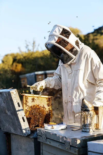 养蜂人采蜜 — 图库照片