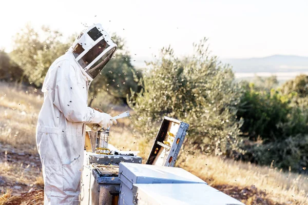 Beekeeper working collect honey — Stock Photo, Image