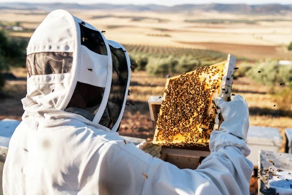 Bijenhouder werkt verzamelen honing — Stockfoto