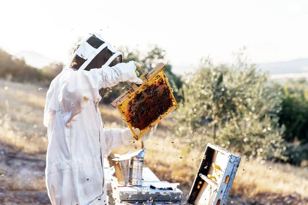 Včelaři sbírají med. Koncept včelařství — Stock fotografie